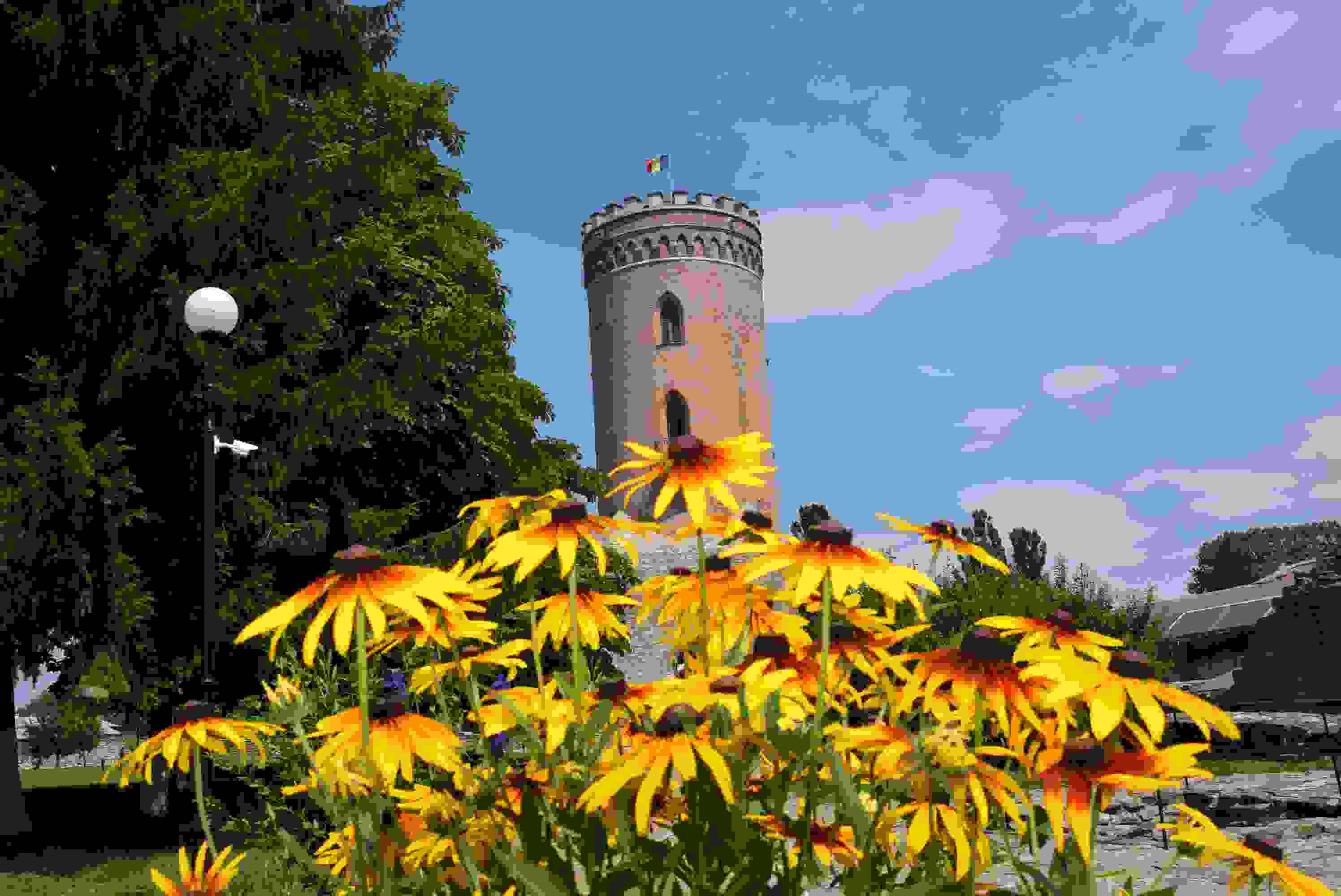  INTRARE GRATUITĂ PENTRU CEI CARE POARTĂ NUME DE FLOARE LA MUZEELE DÂMBOVIŢENE